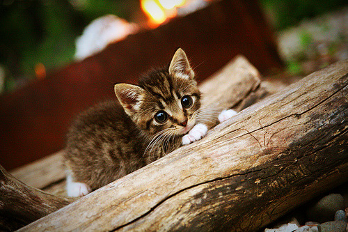 _城市天际线攀爬:在摩天楼间挑战自我_,城市天际线怎么变高楼