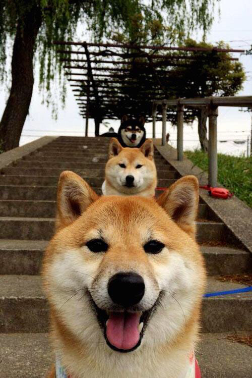 _猛龙队韧劲十足，逆转对手_，猛龙队伍