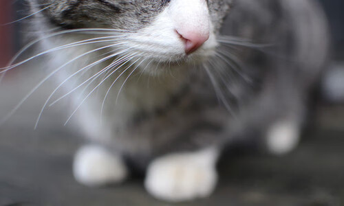 _趣味投篮游戏：全民运动新风尚_，趣味投篮游戏视频