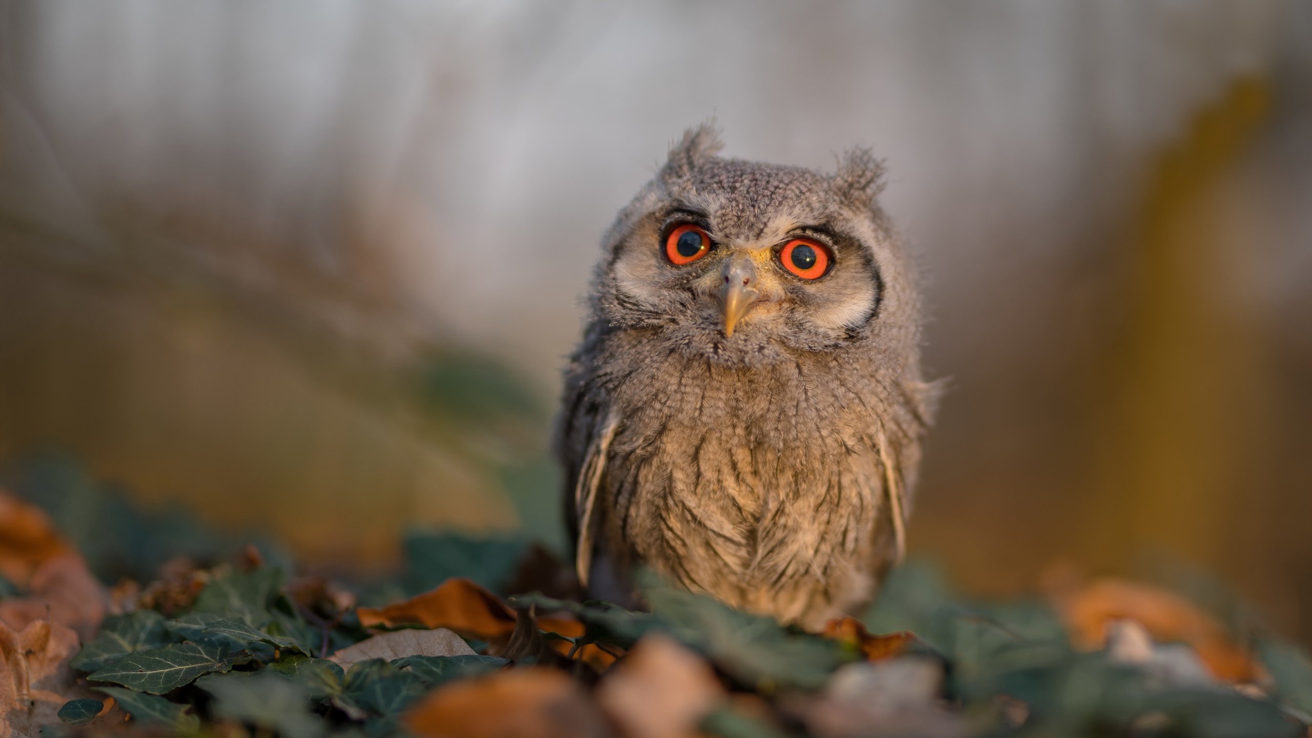 大型平衡车竞技公开赛，青春风尚的运动代表，专业平衡车比赛