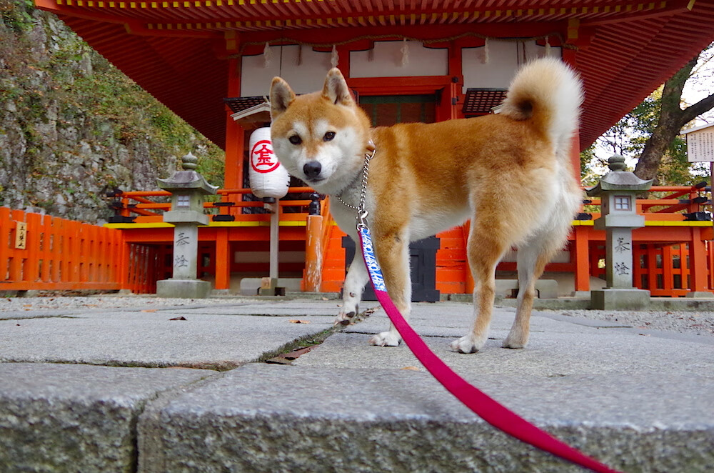 开云体育客户端-血战赛场：车手你追我赶，精彩不断