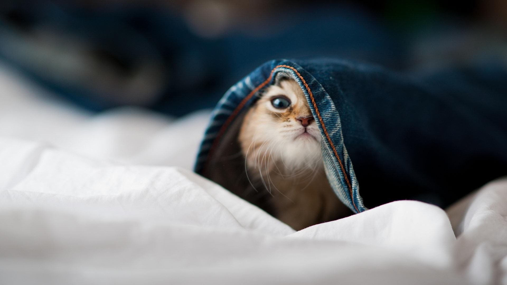 丹麦队逼平斯洛文尼亚,拿到了不败战绩,丹麦 球队