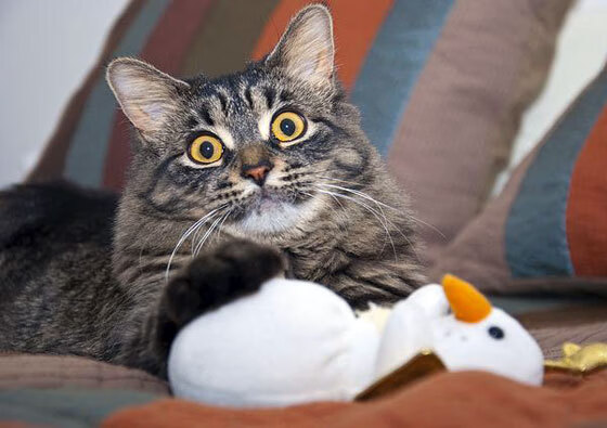 kaiyun sports-日本马术协会授予铃木明“年度最佳三项赛骑手”称号。