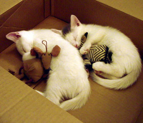 开云官方-曼联防线全面崩溃，紧急调整战术，曼联进攻战术