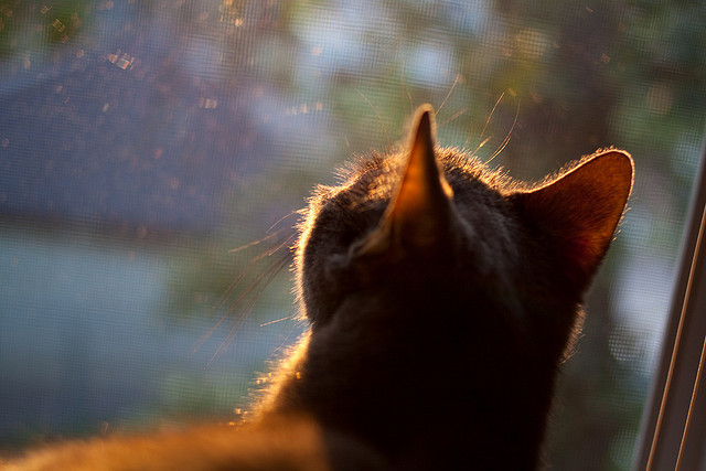 篮球运动员训练负荷科学调控机制研究，篮球运动负荷设计教案
