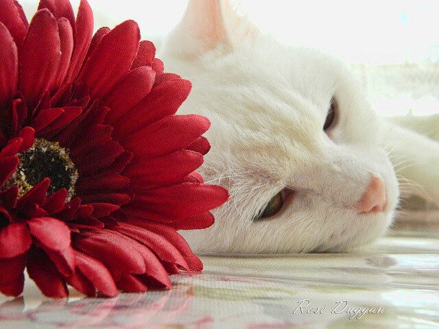 “快艇冲浪：马鞍山赛场突破极限，速度与技巧并肩作战”